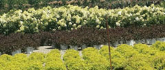 Shrubs