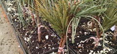 Grafts
