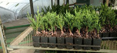 Juniper graft