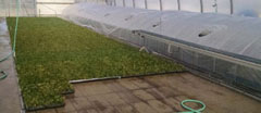 Winter Cutting